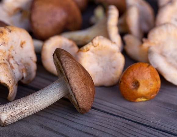 Как сделать грибы полезнее и обогатить рацион витамином D — простой лайфхак от эксперта 