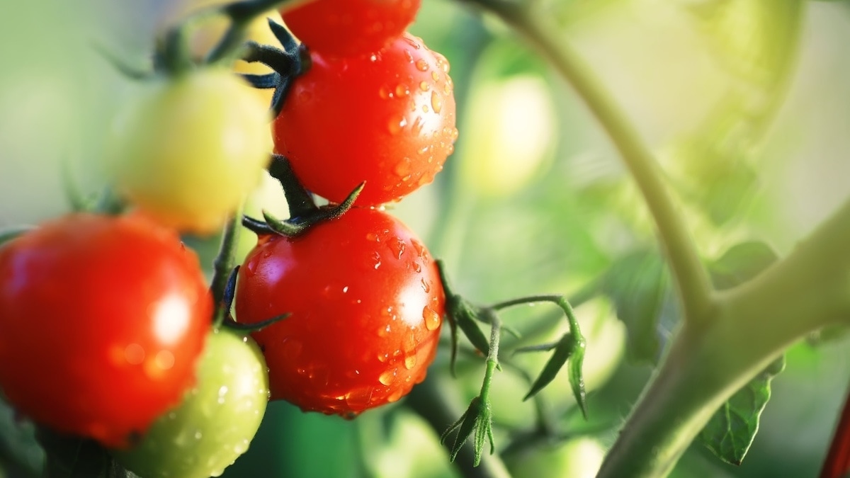 От "ядовитого плода" до суперполезного овоща: почему в Средневековье боялись есть помидоры?