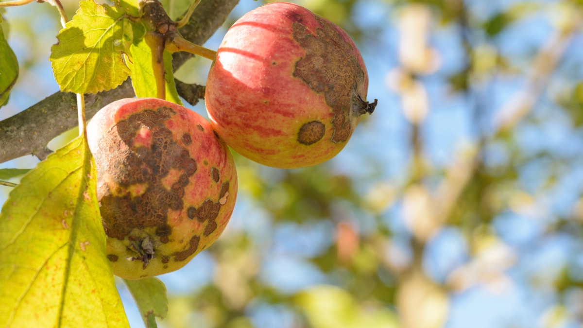 Темные пятна на яблоке не к добру: чем опасны фрукты с такими особенностями