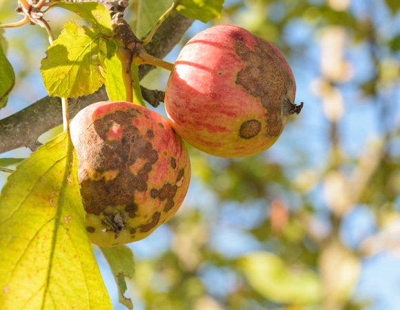 Темные пятна на яблоке не к добру: чем опасны фрукты с такими особенностями