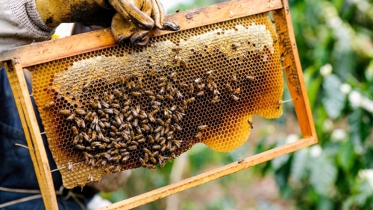 Мед в каждый дом: ученые придумали, как облегчить жизнь пчеловодам, создав "умные" улья