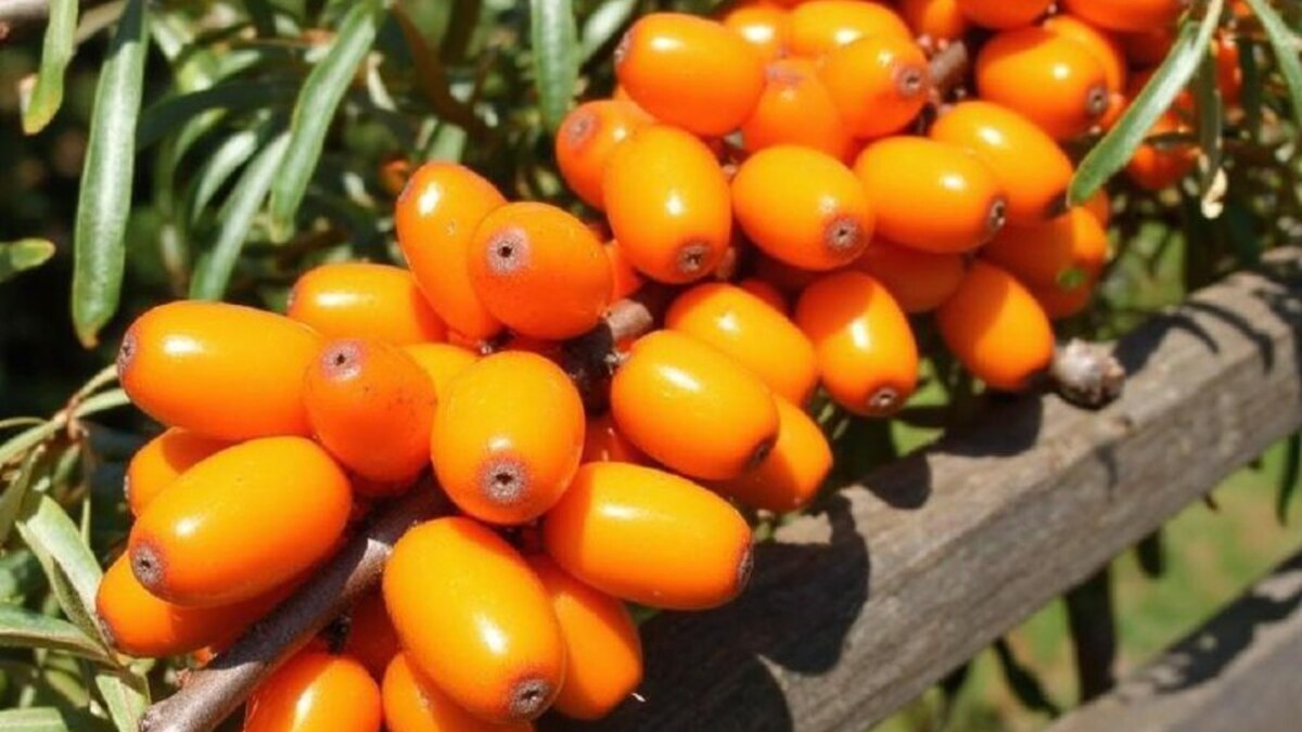 Неожиданное свойство облепихи: ученые раскрыли, как продукт в перспективе может спасать жизни