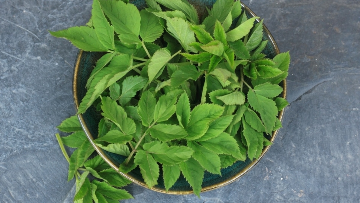 Не сорняк, а деликатес: шеф-повар перечислил дикорастущие травы, которые сделают из блюда шедевр Не сорняк, а деликатес: шеф-повар перечислил дикорастущие травы, которые сделают из блюда шедевр