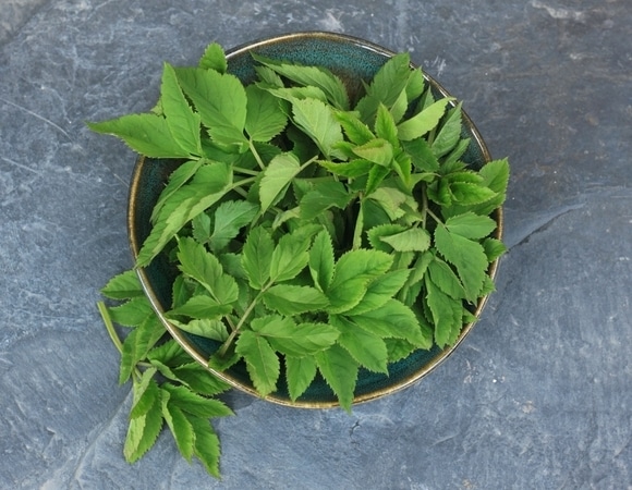 Не сорняк, а деликатес: шеф-повар перечислил дикорастущие травы, которые сделают из блюда шедевр Не сорняк, а деликатес: шеф-повар перечислил дикорастущие травы, которые сделают из блюда шедевр