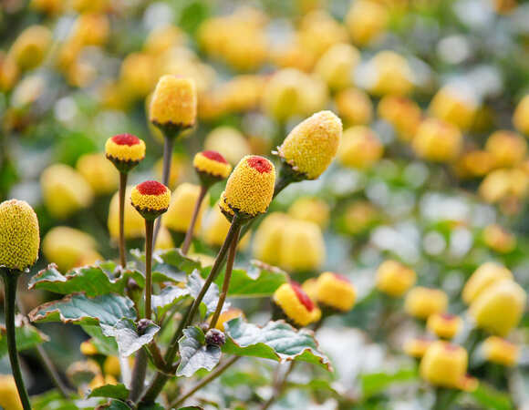 Шок для вкусовых рецепторов: что такое электрический цветок и зачем его пробовать