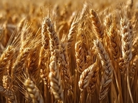 Недобрали: к чему приведет снижение урожайности зерновых в России и что с этим всем делать