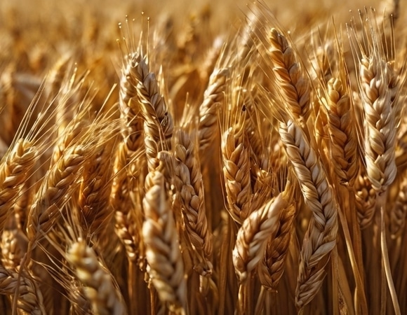 Недобрали: к чему приведет снижение урожайности зерновых в России и что с этим всем делать Недобрали: к чему приведет снижение урожайности зерновых в России и что с этим всем делать