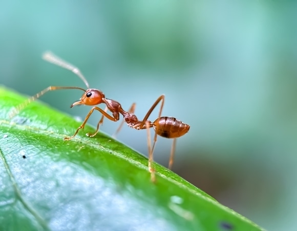Иногда лучше не знать, что ешь: ученые провели эксперимент с закваской йогурта необычным образом