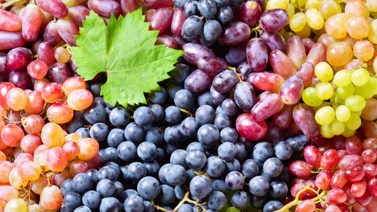 Лучшая приправа к удовольствию: как сориентироваться в сортах винограда и выбрать для себя идеальный Лучшая приправа к удовольствию: как сориентироваться в сортах винограда и выбрать для себя идеальный