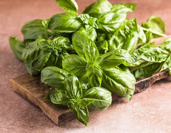 Нутрициолог назвала 3 причины есть базилик: свойства афродизиака среди них нет