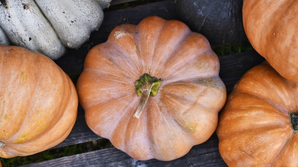 Тыква — фрукт или овощ? Эксперты помогли разобраться с "происхождением" осеннего суперфуда