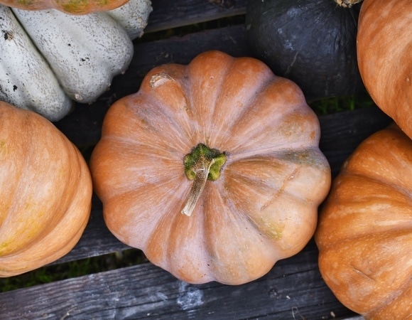 Тыква — фрукт или овощ? Эксперты помогли разобраться с "происхождением" осеннего суперфуда