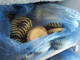 Что будет, если заморозить пончики? Что будет, если заморозить пончики?