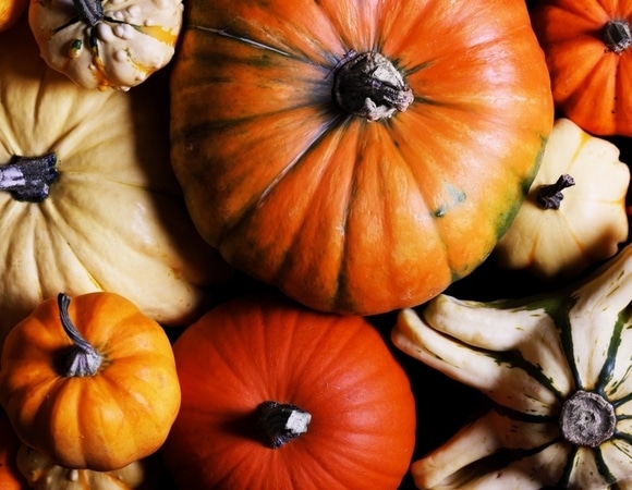 Тыквы станут чище: ученые выяснили, почему плоды накапливают токсины и что с этим делать