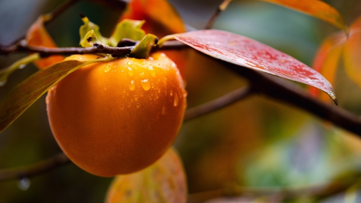 Людям старше 50 лет напомнили об уникальном свойстве хурмы