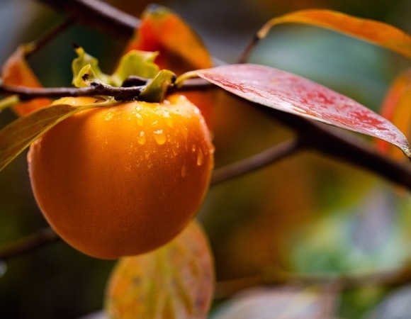 Людям старше 50 лет напомнили об уникальном свойстве хурмы