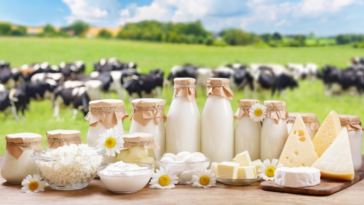 Российские ученые придумали, как заставить коров давать высокобелковое молоко