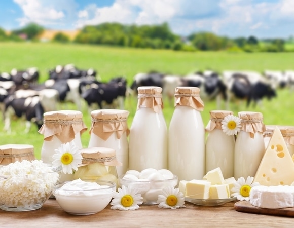 Российские ученые придумали, как заставить коров давать высокобелковое молоко