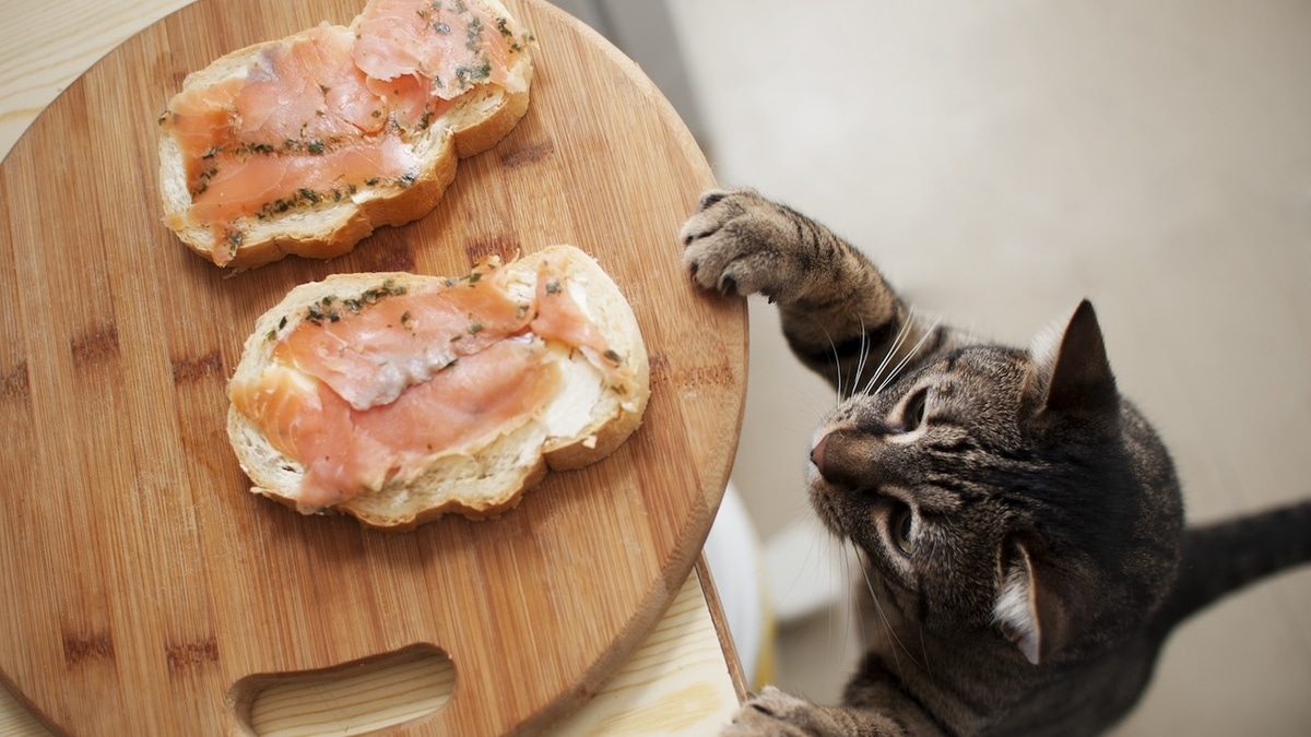 Для них — смертельно: стало известно, какие 10 продуктов нельзя давать кошкам и собакам