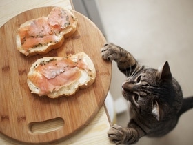 Для них — смертельно: стало известно, какие 10 продуктов нельзя давать кошкам и собакам Для них — смертельно: стало известно, какие 10 продуктов нельзя давать кошкам и собакам