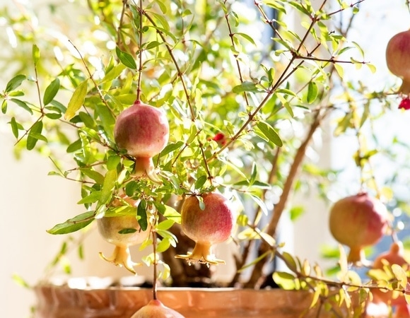 Как вырастить плодоносящий гранат дома — через 2–3 года можно собирать урожай