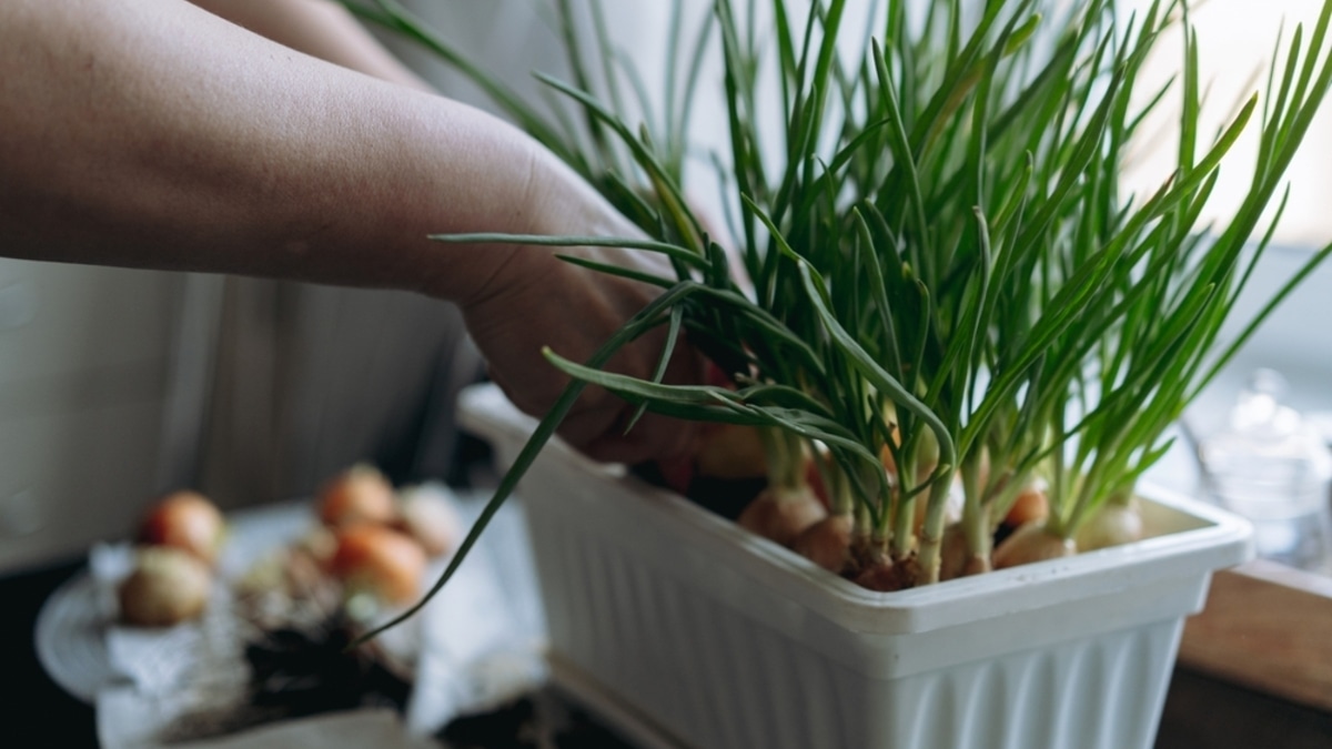 Грядка на подоконнике: эксперт раскрыла, есть ли резон сажать зелень для пищи дома