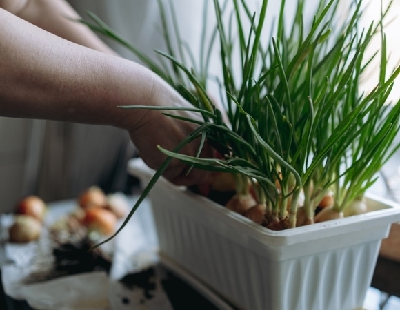 Грядка на подоконнике: эксперт раскрыла, есть ли резон сажать зелень для пищи дома Грядка на подоконнике: эксперт раскрыла, есть ли резон сажать зелень для пищи дома