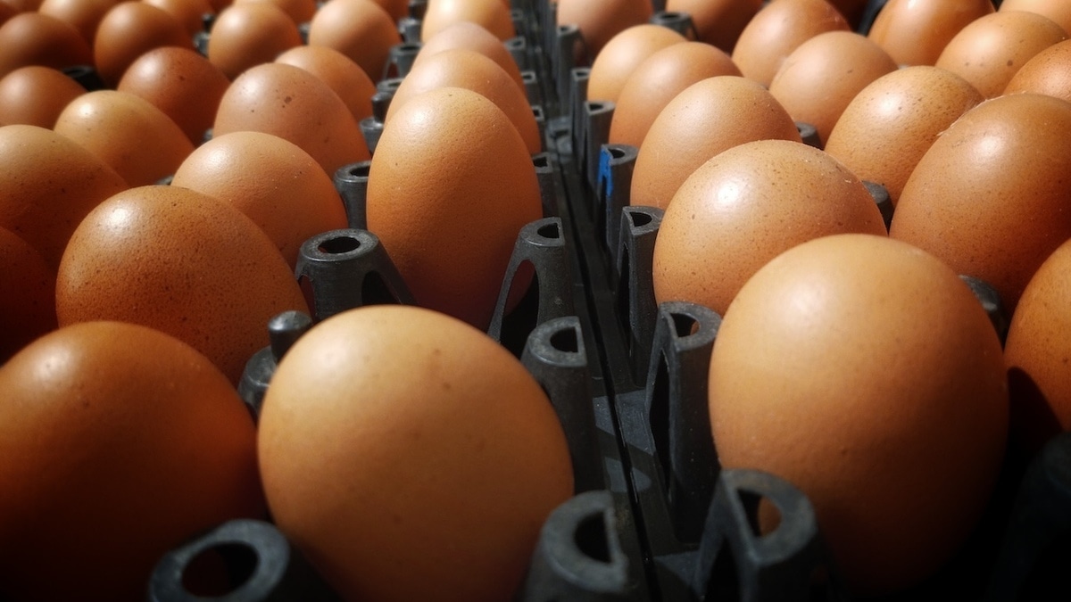 Россиян предупредили о рисках заражения птичьим гриппом через еду Россиян предупредили о рисках заражения птичьим гриппом через еду