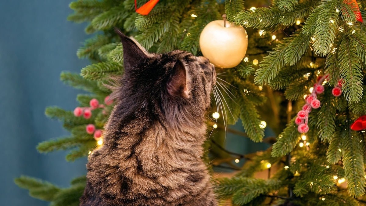 Кошке опасно есть свежую ель — как уберечь питомца от елки, а елку от питомца