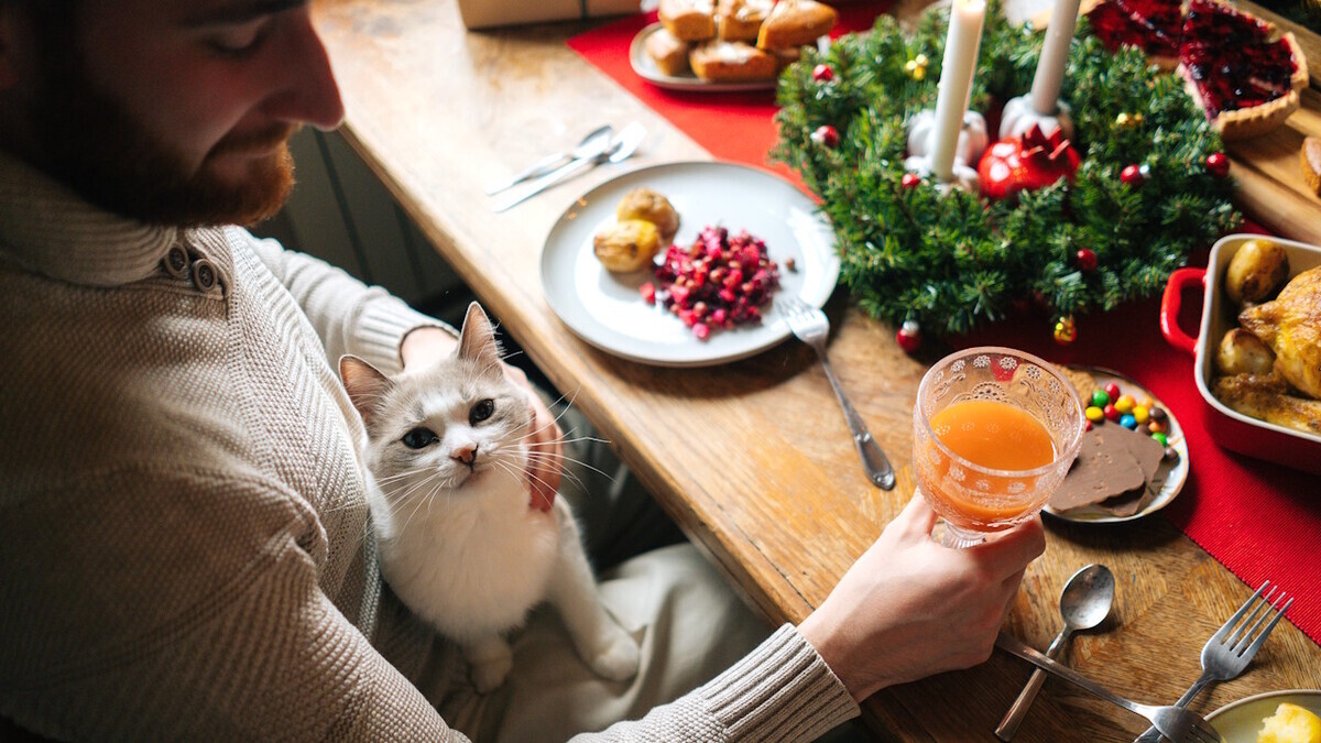 Чем нельзя угощать питомцев в Новый год — ветеринар выступил против даже "одного кусочка"  