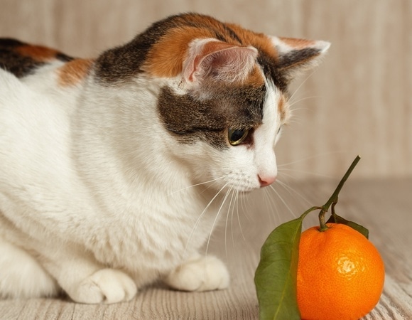 Мандариновая кожура опасна для домашних животных: ее нельзя оставлять на виду, объяснил ветврач