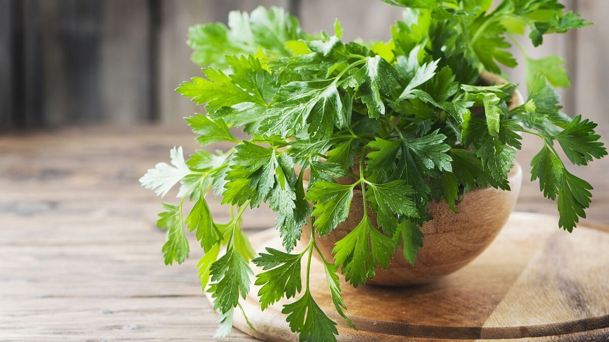 Большинство людей не употребляет свежую зелень из-за этих ошибок: добавляем травы в рацион правильно Большинство людей не употребляет свежую зелень из-за этих ошибок: добавляем травы в рацион правильно