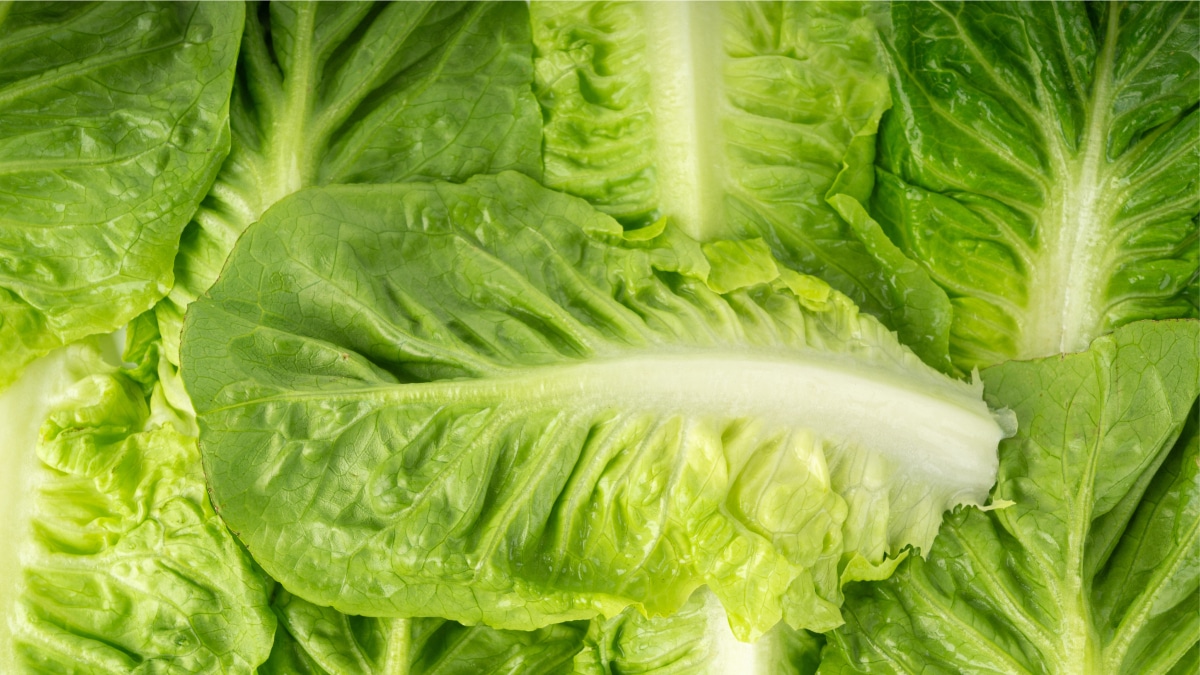 Вся правда о салате: зачем бактерии "атакуют" зелёные листья?