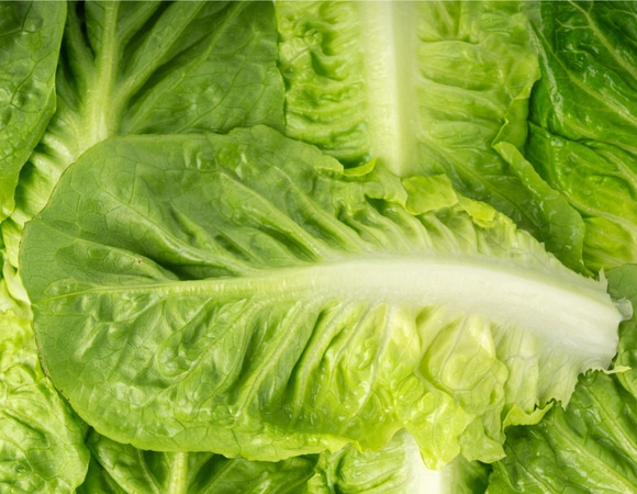 Вся правда о салате: зачем бактерии "атакуют" зелёные листья?