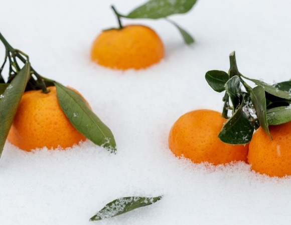 Правда, что мандарины и апельсины зимой полезнее, чем летом? Да, и Сергей Малоземов объяснил, почему так