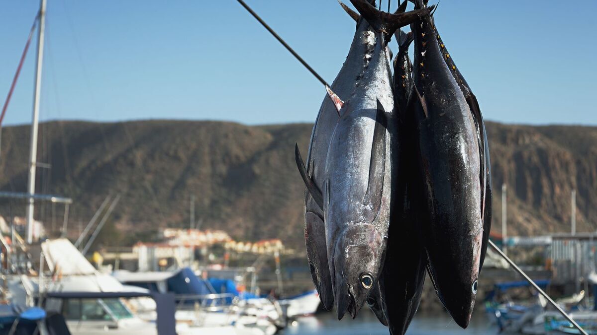 За $3,2 млн на аукционе продали 243-килограммового голубого тунца: почему владелец сети суши-ресторанов "отвалил" такие деньги за рыбу За $3,2 млн на аукционе продали 243-килограммового голубого тунца: почему владелец сети суши-ресторанов "отвалил" такие деньги за рыбу