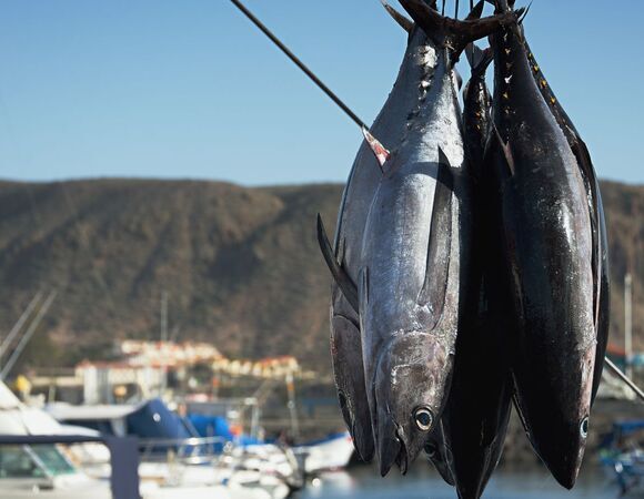 За $3,2 млн на аукционе продали 243-килограммового голубого тунца: почему владелец сети суши-ресторанов "отвалил" такие деньги за рыбу