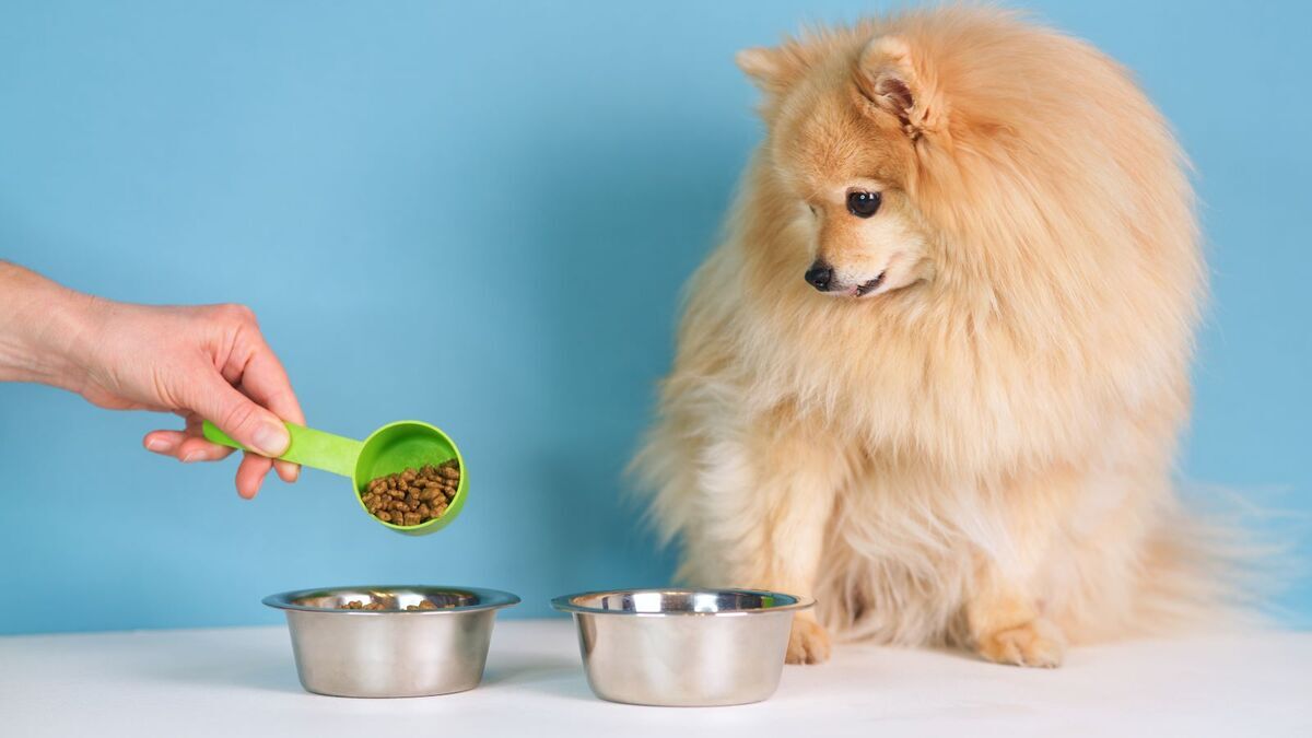 Расстройство пищеварения, аллергия и не только: кинолог назвал проблемы сухих кормов — вот как вредят питомцу Расстройство пищеварения, аллергия и не только: кинолог назвал проблемы сухих кормов — вот как вредят питомцу
