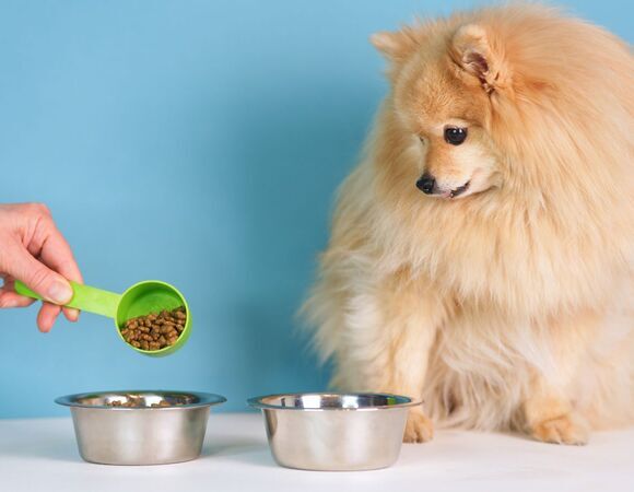 Расстройство пищеварения, аллергия и не только: кинолог назвал проблемы сухих кормов — вот как вредят питомцу