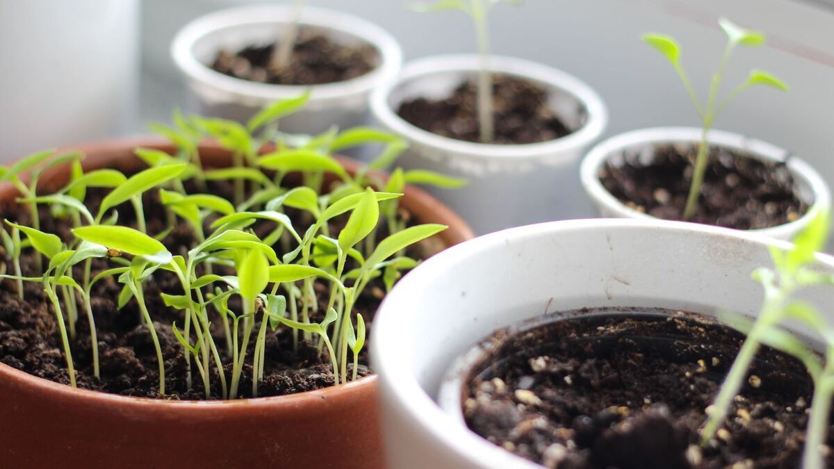 Что сеять на рассаду уже в январе и феврале: биолог перечислила 4 вида культур, которым уже "пора"