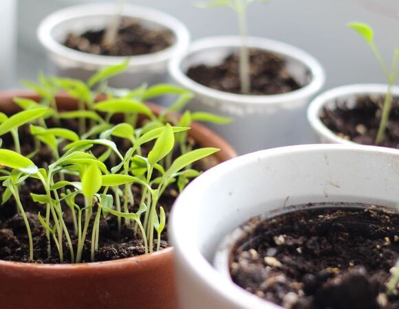 Что сеять на рассаду уже в январе и феврале: биолог перечислила 4 вида культур, которым уже "пора"