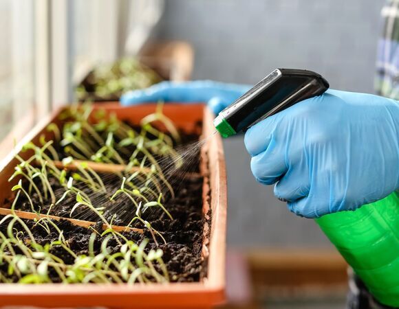 Агроном перечислила, какую рассаду можно сеять уже сейчас