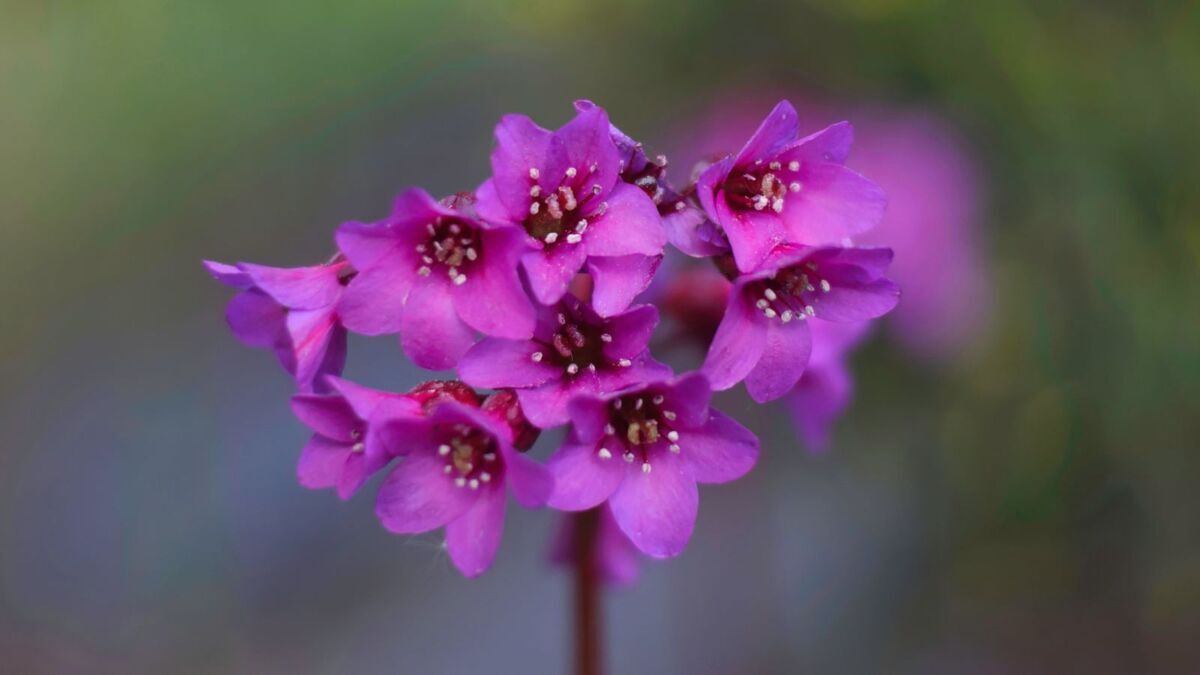 Что бы я не сажала на участке, все гибло, пока я не нашла этот цветок: восхитительно красив и любит тень Что бы я не сажала на участке, все гибло, пока я не нашла этот цветок: восхитительно красив и любит тень