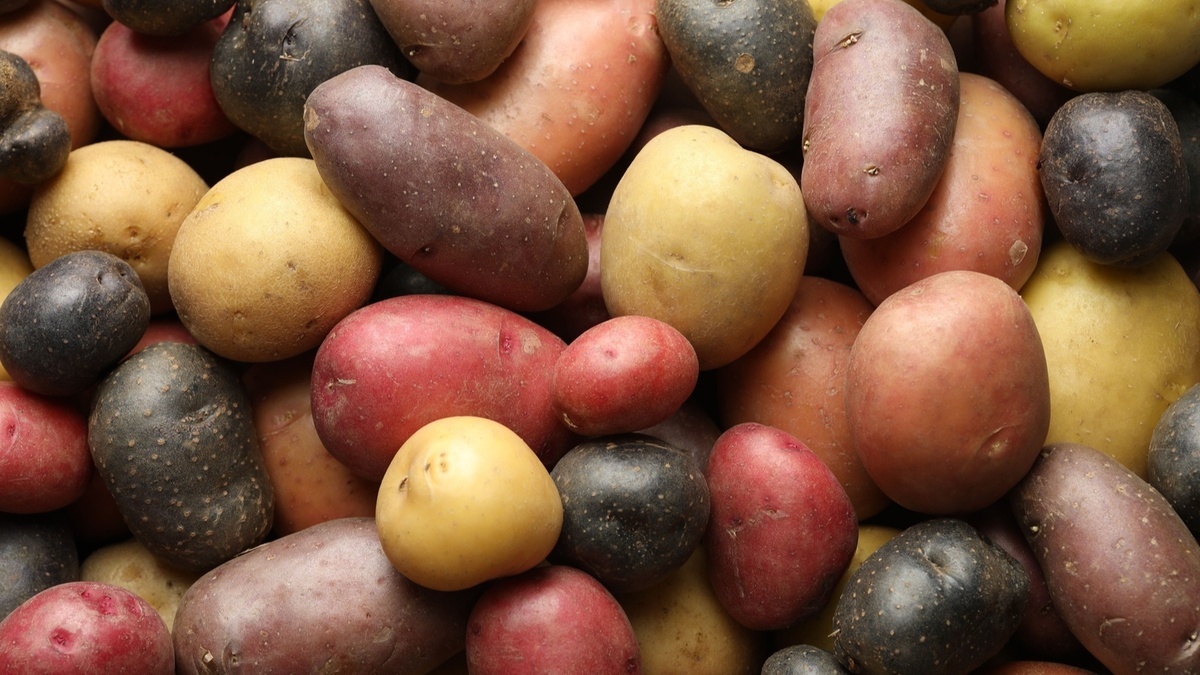 Самый полезный — не белый: диетолог объяснила, на что смотреть при выборе картофеля