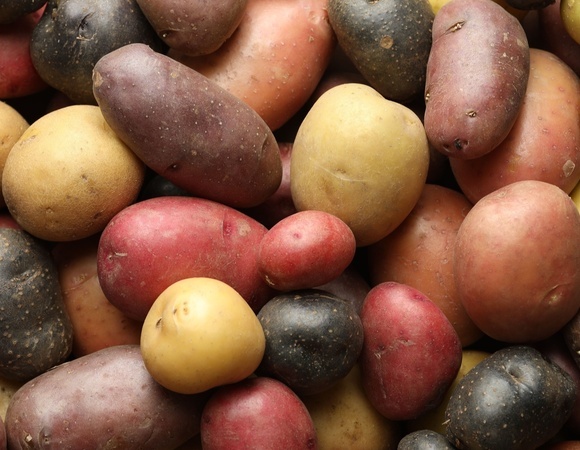Самый полезный — не белый: диетолог объяснила, на что смотреть при выборе картофеля