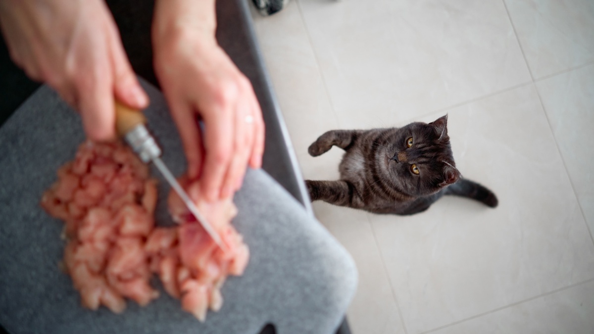 Почему кошка выпрашивает еду, а затем воротит нос? Животное "тупит", но не просто так — заверил зоопсихолог