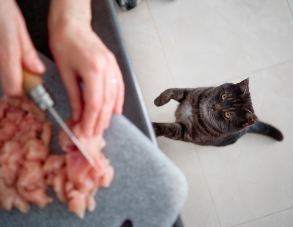 Почему кошка выпрашивает еду, а затем воротит нос? Животное "тупит", но не просто так — заверил зоопсихолог