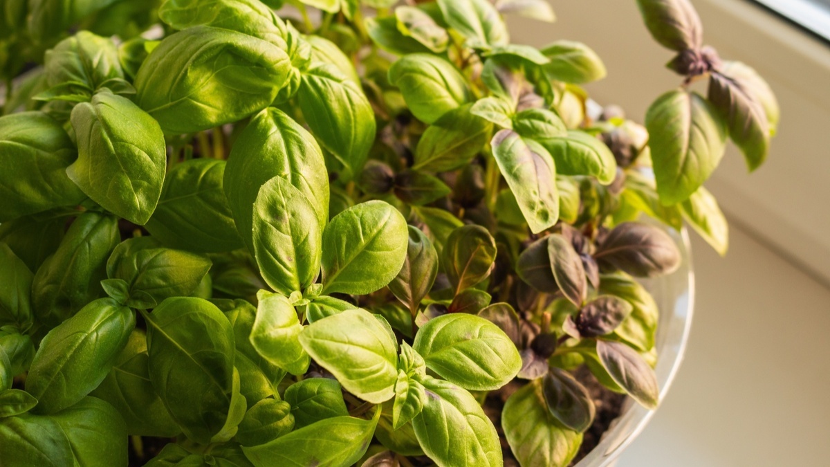 Базилик растет, но не пахнет: исправила пару ошибок — и вырастила ароматную зелень у себя на подоконнике 