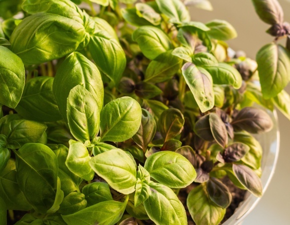 Базилик растет, но не пахнет: исправила пару ошибок — и вырастила ароматную зелень у себя на подоконнике 