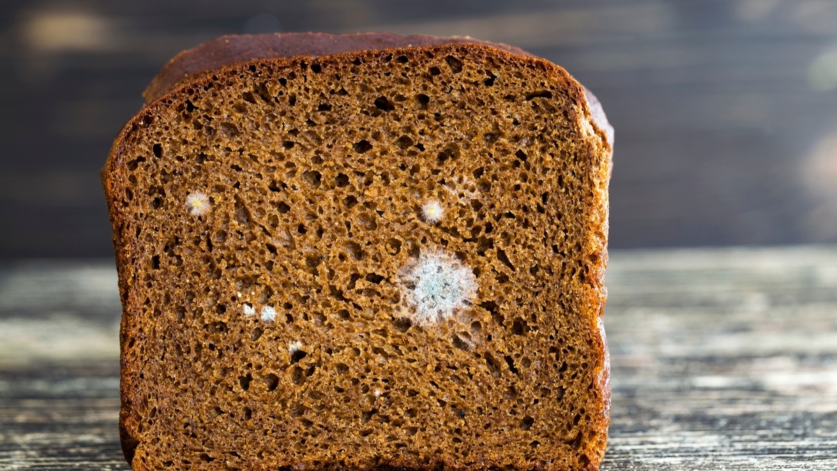 Плесневый хлеб можно спасти: эксперт сказала, как и при каких условиях